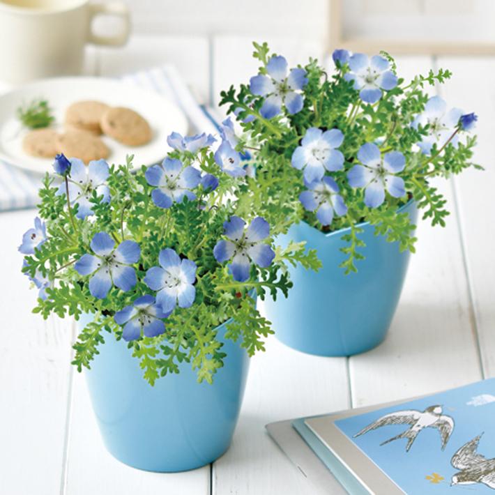 Bloom Sky Blue Flower 藍色粉蝶花