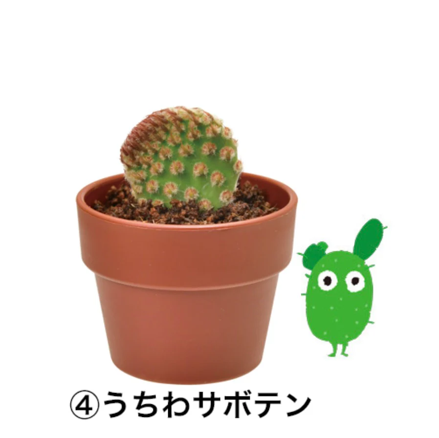 迷你仙人掌種植盆栽 SEISHINGREENCAPSULE