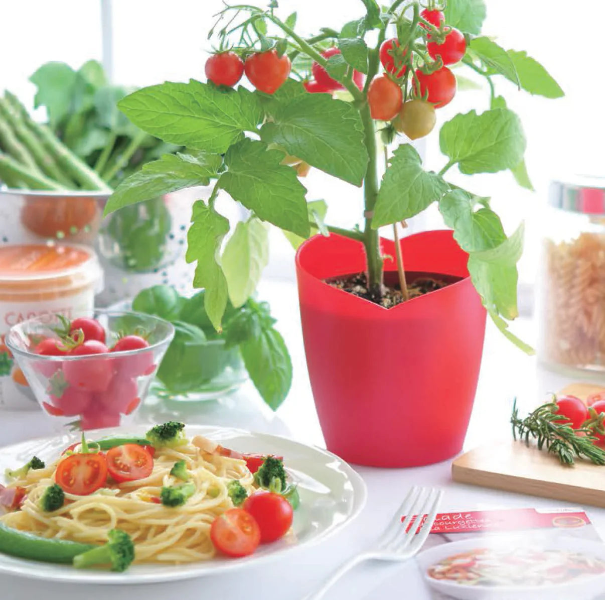 Seishin 心形蕃茄植物盆栽