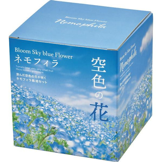 Bloom Sky Blue Flower 藍色粉蝶花